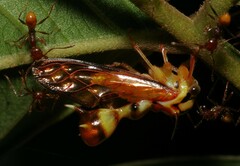 Heteronotus spinosus