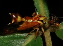 Heteronotus spinosus