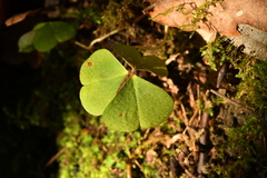 Oxalis acetosella