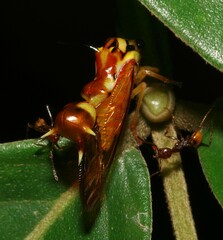 Heteronotus spinosus