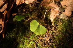 Oxalis acetosella