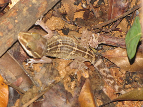 Northern Madagascar Leaf-toed Gecko