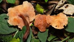 Filoboletus