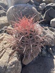 Homalocephala polycephala