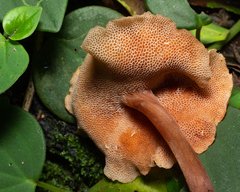 Filoboletus