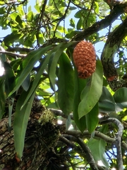 Heteropsis rigidifolia