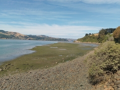 Zostera