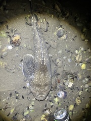 Genyagnus monopterygius