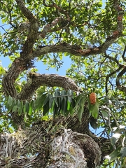 Heteropsis rigidifolia