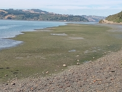 Zostera