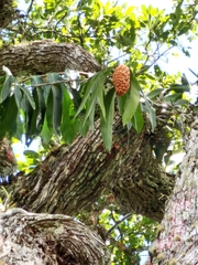 Heteropsis rigidifolia