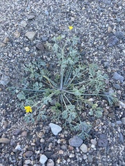 Eschscholzia minutiflora