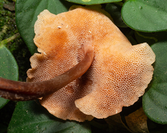 Filoboletus