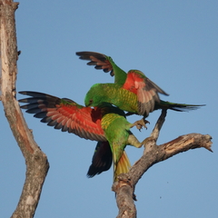 Scaly-Breasted Lorikeet photo 4