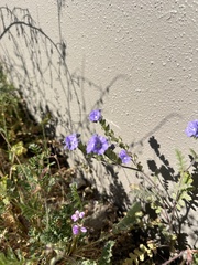 Phacelia ciliata