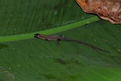 Loxopholis guianense