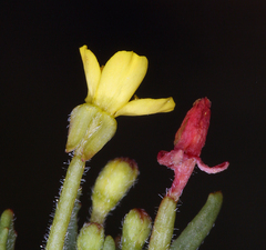 Camissonia contorta