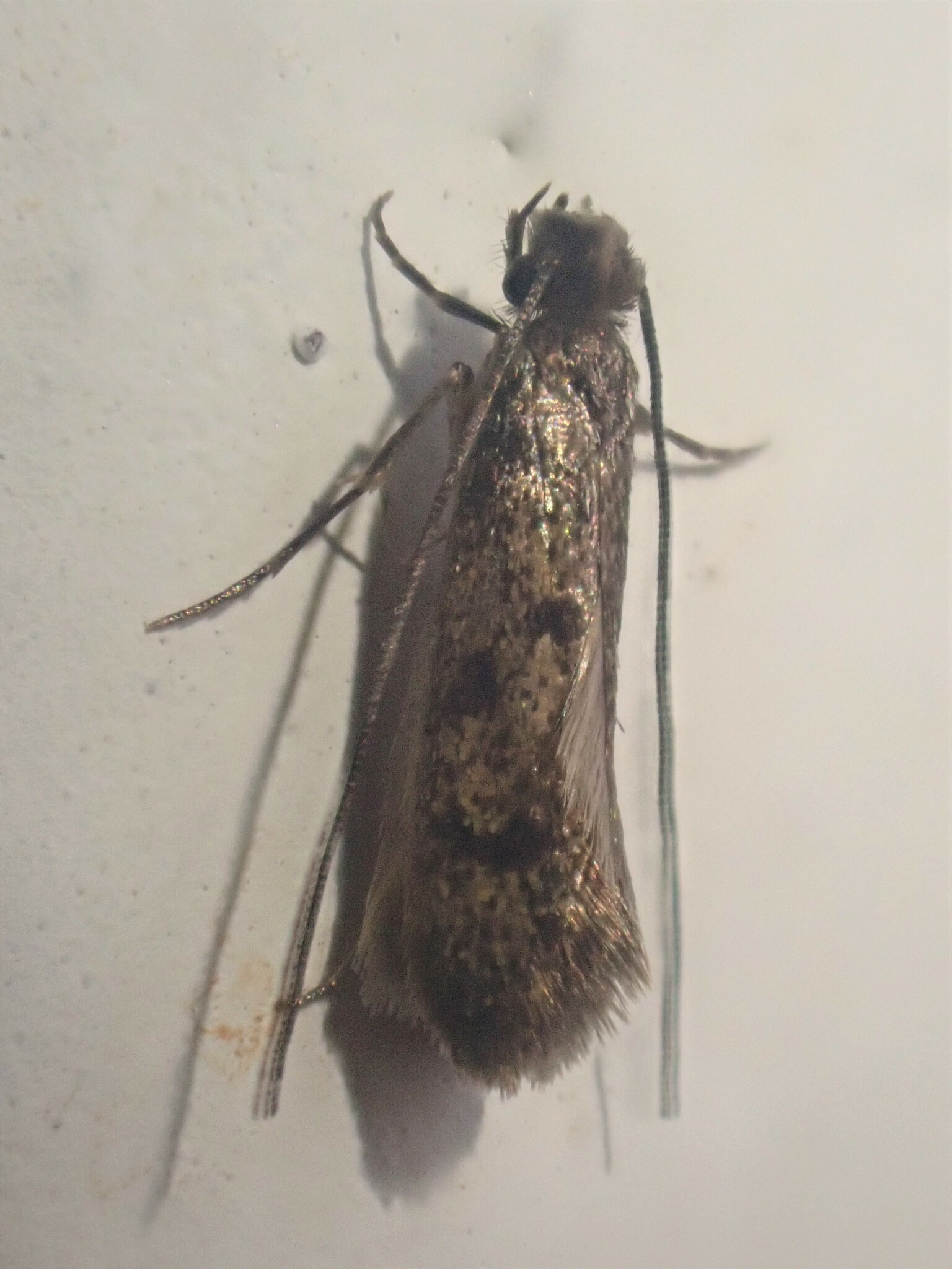 Phereoeca allutella