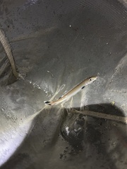 Gonorynchus forsteri