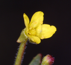 Camissonia contorta