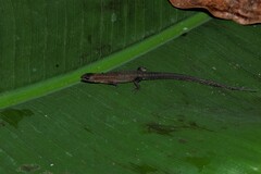 Loxopholis guianense