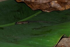 Loxopholis guianense