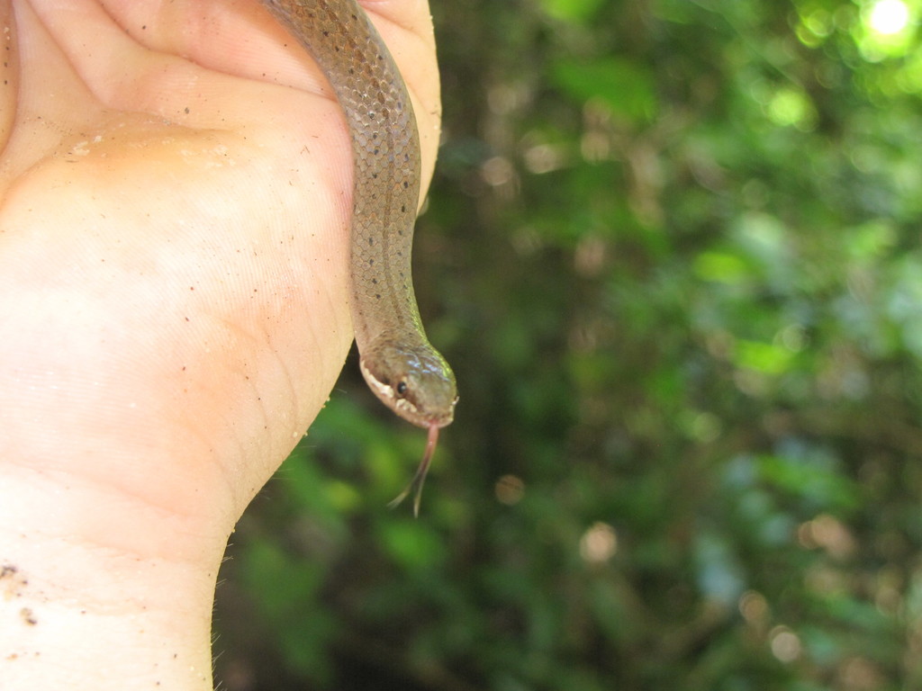 White-lipped Smooth Snake