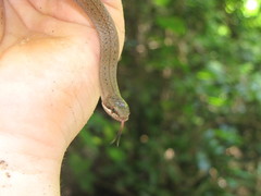 Liophidium torquatum