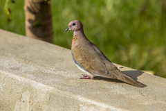 Streptopelia senegalensis