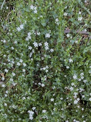 Stellaria flaccida