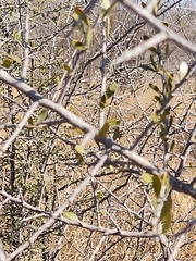 Sideroxylon celastrinum