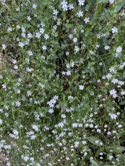 Stellaria flaccida