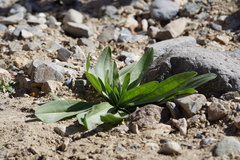Plantago ovata