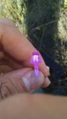 Utricularia cucullata