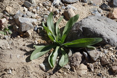 Plantago ovata