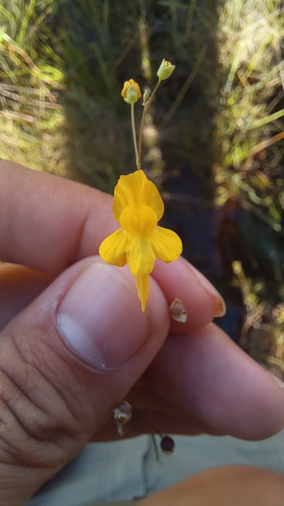 Utricularia nervosa G.Weber ex Benj.