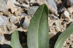 Plantago ovata