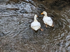 Anas platyrhynchos domesticus