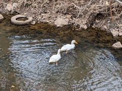 Anas platyrhynchos domesticus