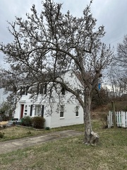 Magnolia liliiflora