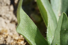 Plantago ovata