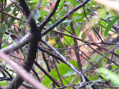 Chlorodrepanis flava