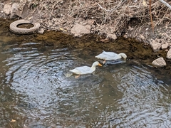 Anas platyrhynchos domesticus