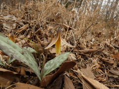 Erythronium umbilicatum