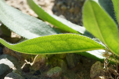 Plantago ovata