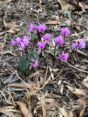 Cyclamen coum