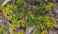 Persoonia terminalis recurva