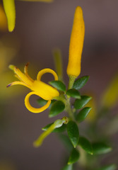 Persoonia terminalis recurva