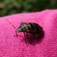 Antiteuchus