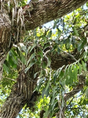 Heteropsis rigidifolia